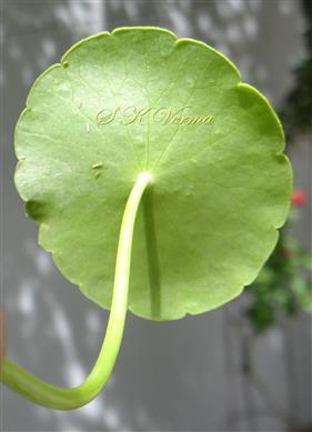  Leaf (Abaxial view)